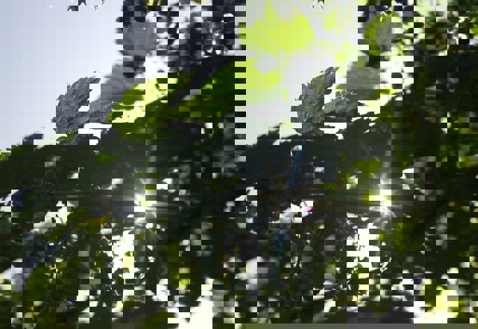 Thecityuk Sustainability